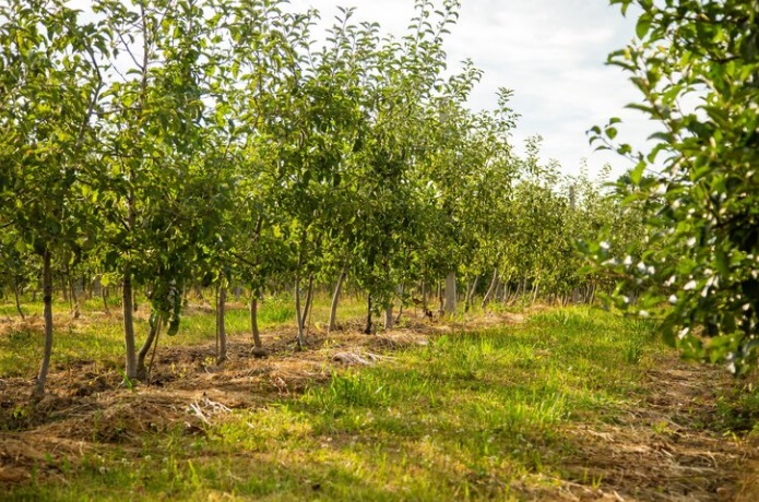 Comissão Europeia autoriza uso de glifosato por mais dez anos